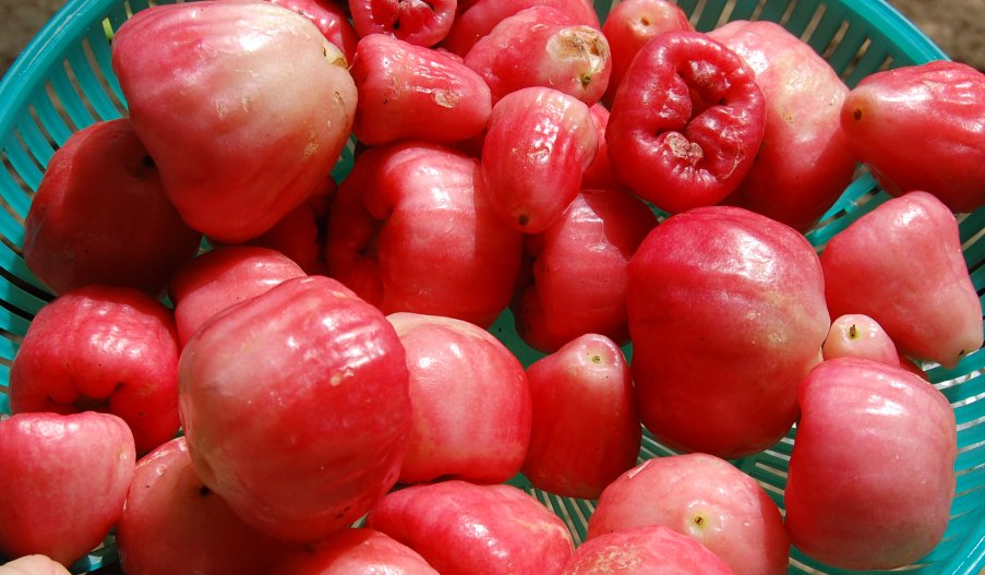 WATER APPLE (Syzygium aqueum Alston)
