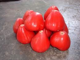 WAX JAMBU (Syzygium samarangense Merr. & Perry)