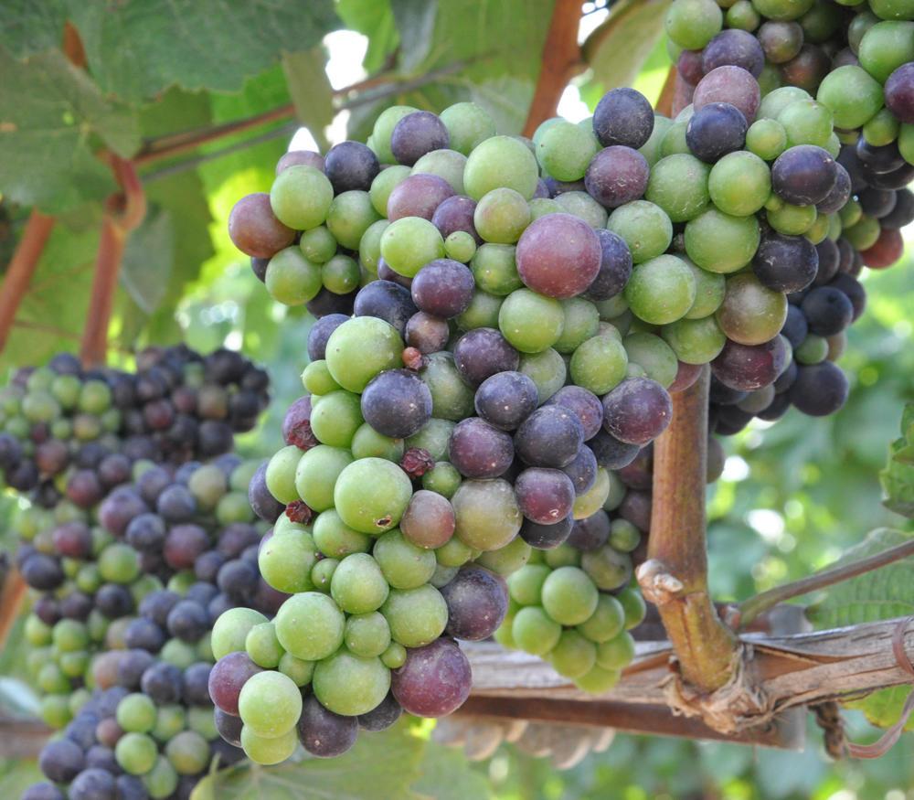 VITIS VINIFERA L. (Cabernet Sauv. thinning grapes)