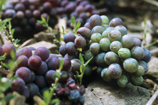VITIS VINIFERA L. (Syrah thinning grapes)
