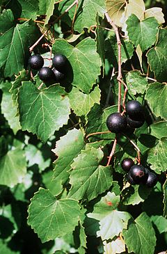 VITIS ROTUNDIFOLIA