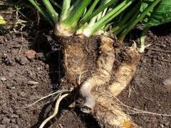 HORSERADISH (Armoracia lapathifolia)